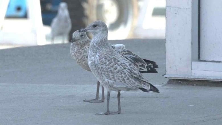 Two juvenile gulls in the Parkwood Mall parking lot in Prince George, B.C., with a third in the background.