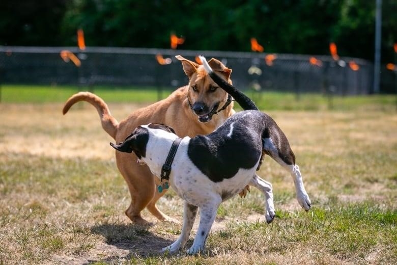 A brown dog and a black and white dog play in a grassy area.