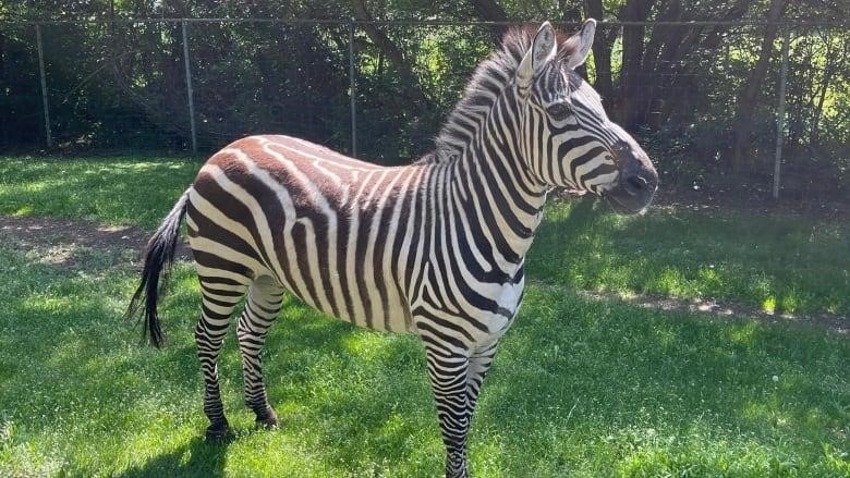 A zebra with black and white stripes is standing in a field of green grass in Saskatoon zoo.