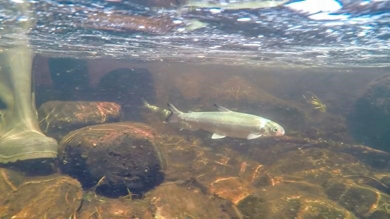 Two rubber boots are seen under the water and