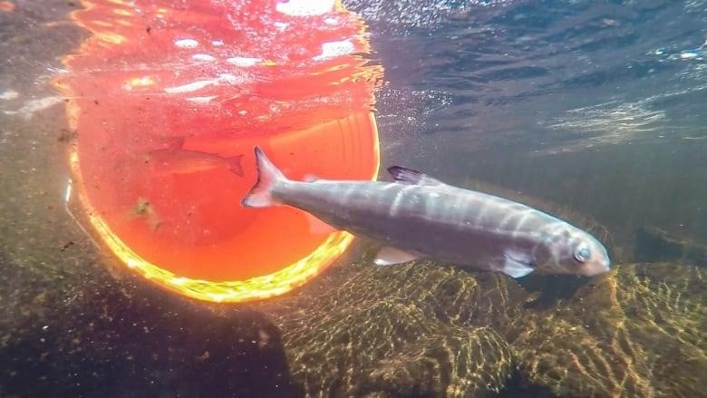 An Atlantic Whitefish, small and grey, seen swimming via underwater camera swimming out of an orange bucket.