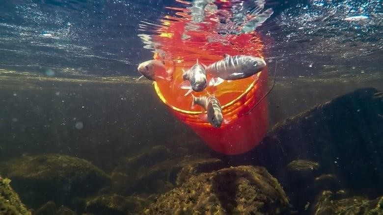 A orange bucket is seen underwater and small, grey fish are seen swimming out into the water.