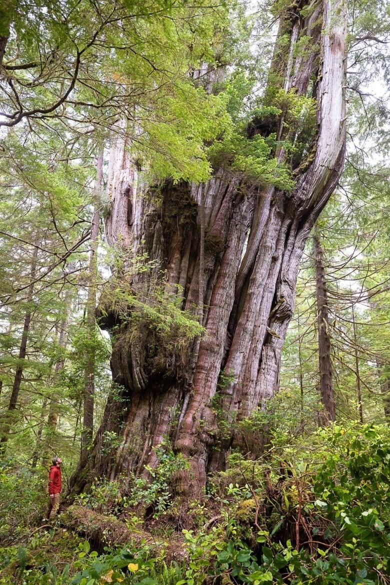 A man in a red jacket looks up at a vast and massive old western red cedar that dwarfs him and stretches out of the frame of the photograph.