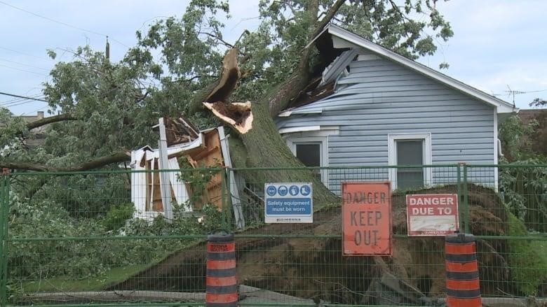 A tree is shown after falling into a Kingsville, Ont., house. The area has been fenced off. July 26, 2023.