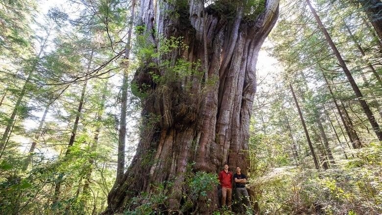 Two men stand beside each other next to a massive western red cedar with a gnarly trunk.