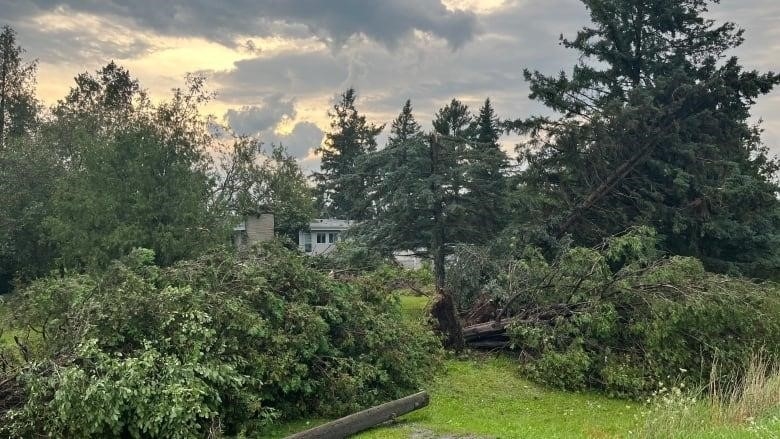 Downed trees on an Ottawa property.