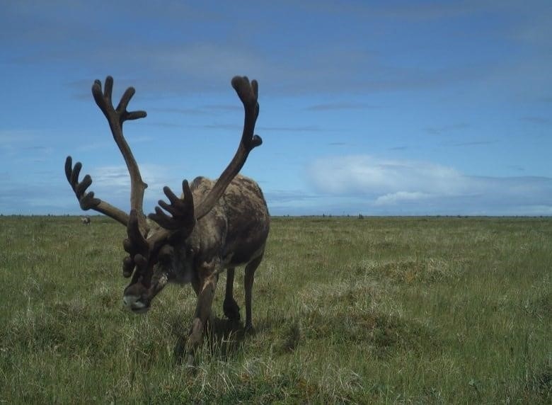 A caribou with large antlers walks along a lush wetland.