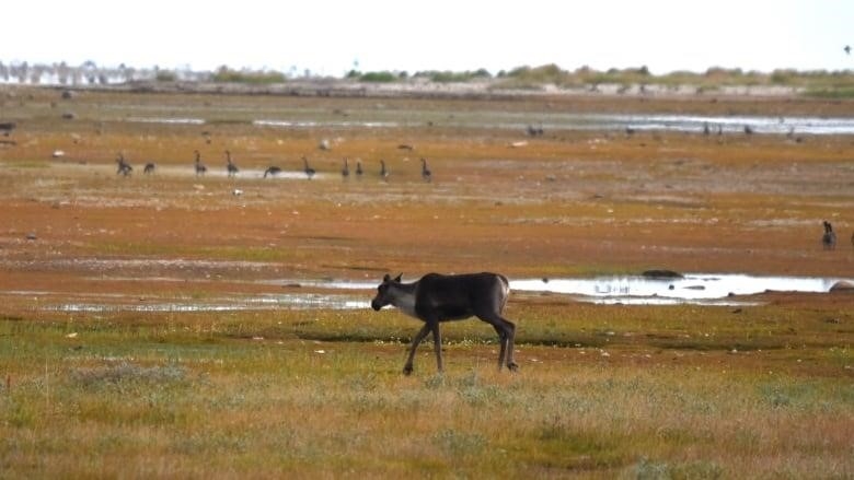 A female caribou - no antlers - walks across a wetland with Canada geese in the background.