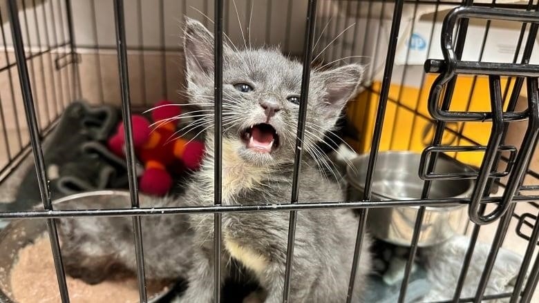 A grey kitten sits inside a black cage. His mouth is open. 