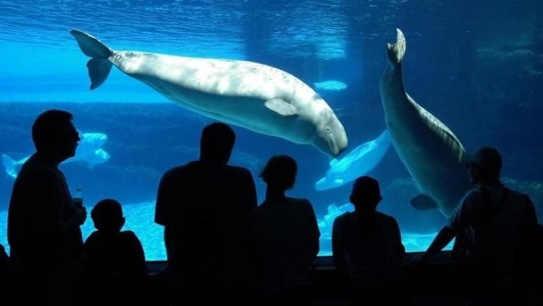 Since 2019, 14 whales and 1 dolphin have died at Marineland, according to documents from the ministry