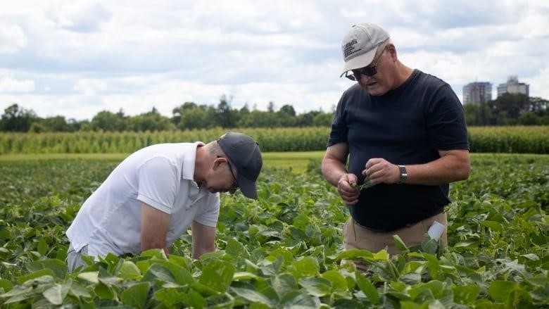 Two men in a field