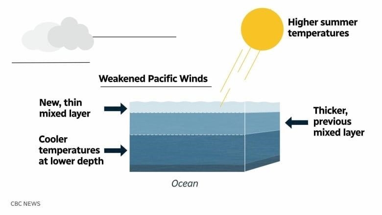A graph shows the sun shining down on layers of ocean water, thin, thicker and thickest, with the lowest levels being the coolest. While arrows show weakening winds blowing over the top of the water.