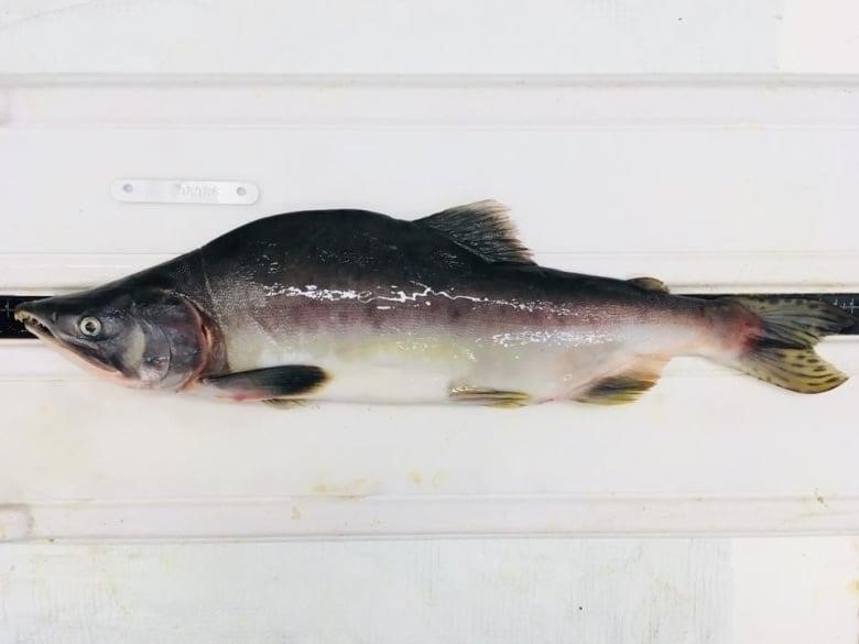 A pink salmon with a large hump on its back sits on a table.