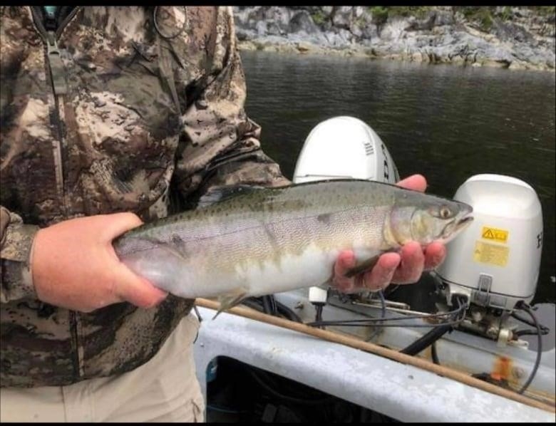 A set of hands holds a salmon with a pinkish tint.