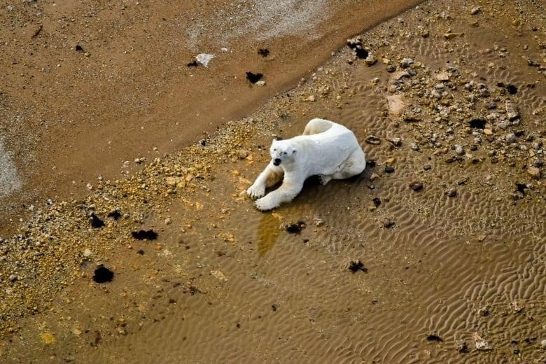 A polar bear sits in a puddle on a beach, as seen from above.