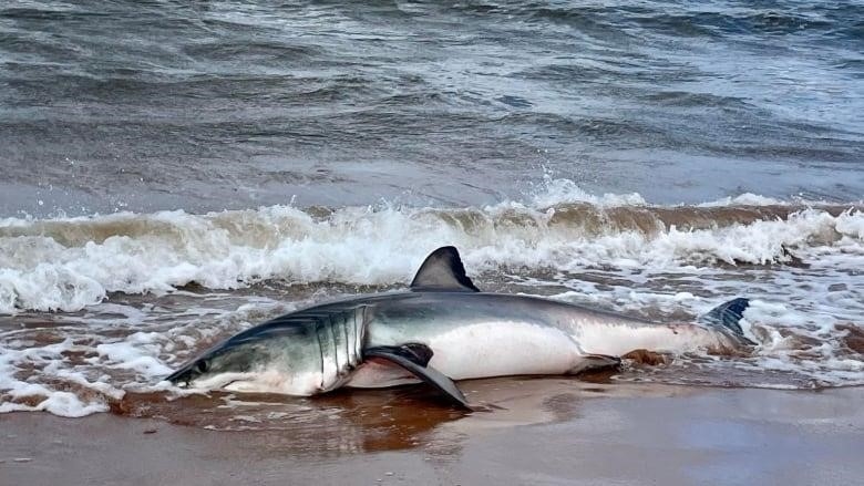 A shark on a beach