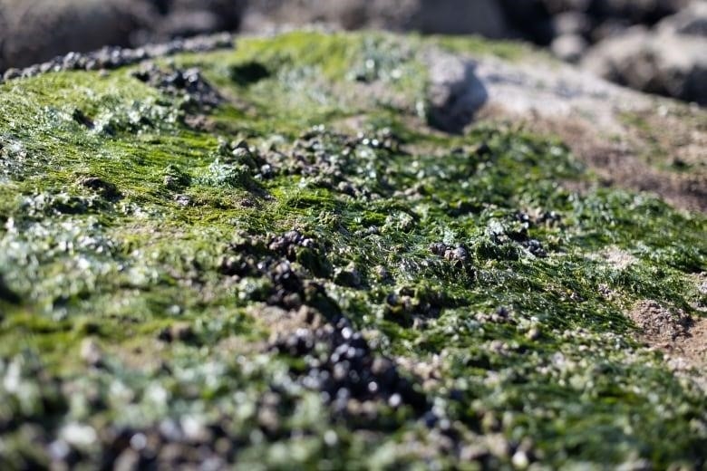 Shellfish and moss are shown on a rock off the coast of B.C.