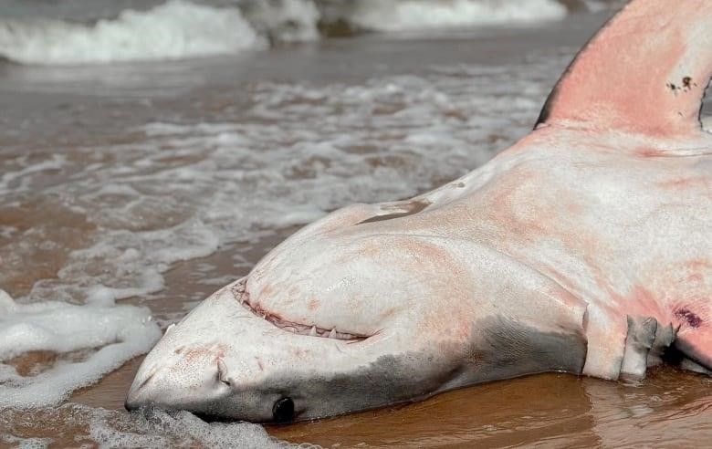 An upside-down shark on a beach.
