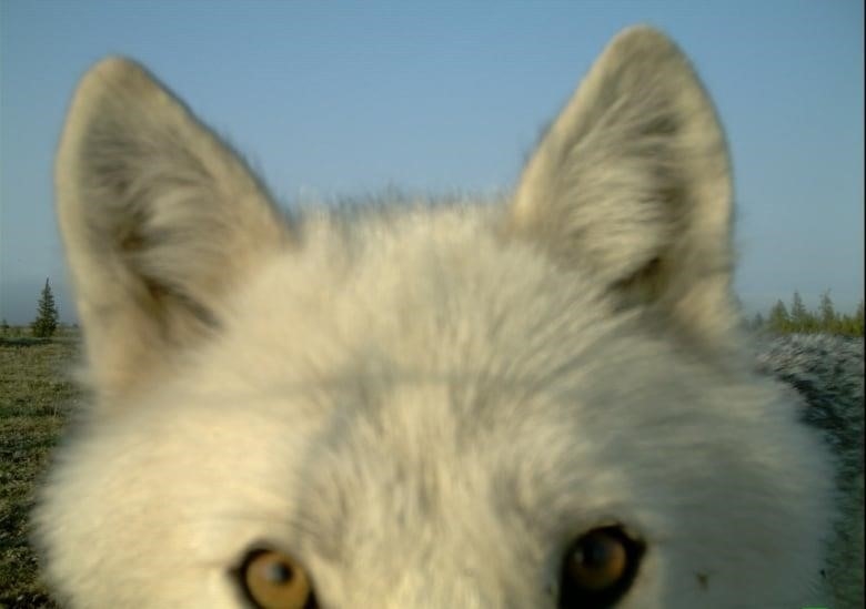The eyes of a wolf staring into a motion-activated camera.